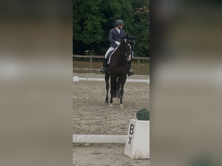 Cheval de sport allemand Hongre 7 Ans 180 cm Bai brun foncé in SaarlouisSaarlouis