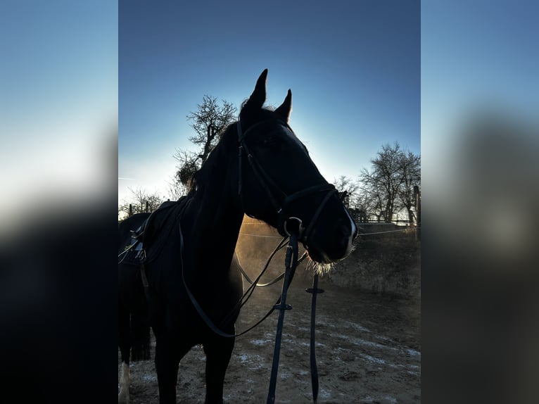 Cheval de sport allemand Hongre 7 Ans 180 cm Noir in Nieste