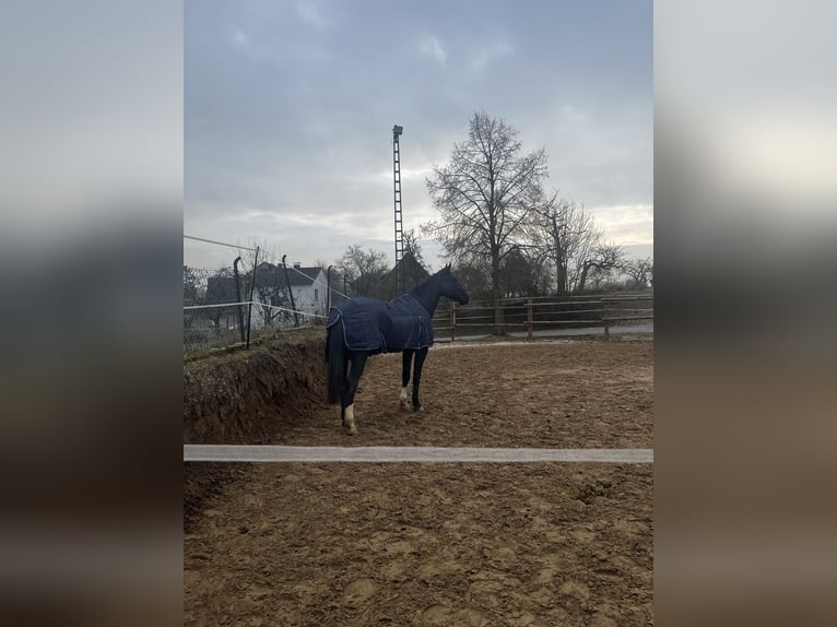 Cheval de sport allemand Hongre 7 Ans 180 cm Noir in Nieste