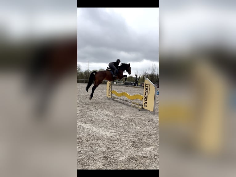 Cheval de sport allemand Hongre 7 Ans 182 cm Bai brun in Dillingen an der Donau