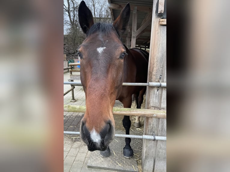 Cheval de sport allemand Hongre 7 Ans 182 cm Bai in Schwabach