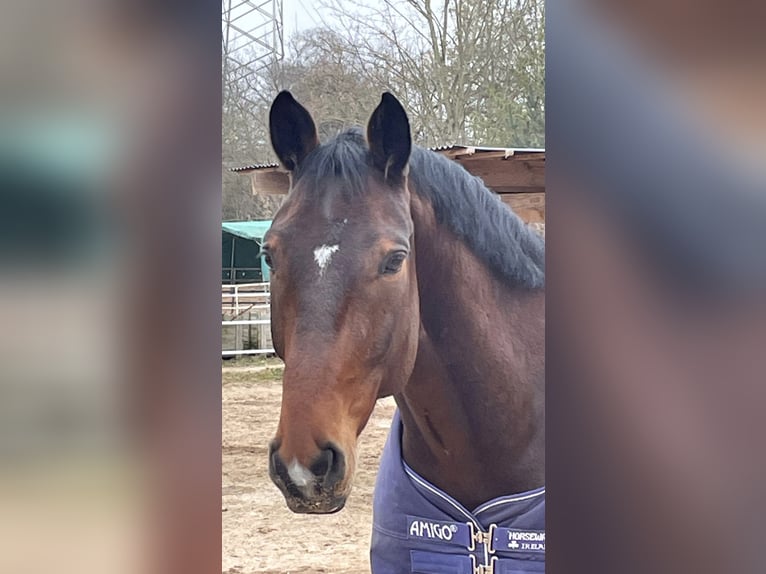 Cheval de sport allemand Hongre 7 Ans 182 cm Bai in Schwabach