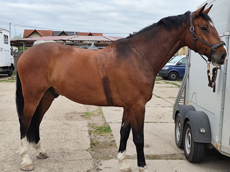 Cheval de sport allemand Hongre 7 Ans 184 cm Bai in Bernburg