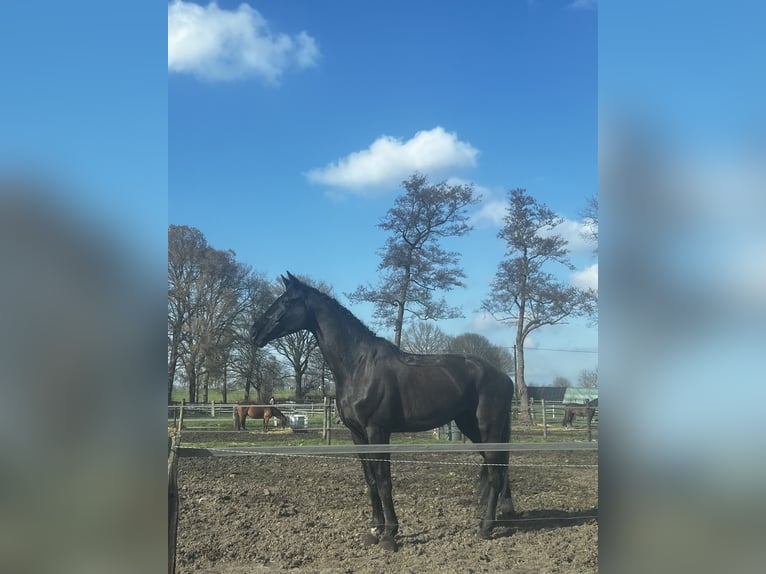 Cheval de sport allemand Hongre 7 Ans 187 cm Bai brun foncé in Schermbeck