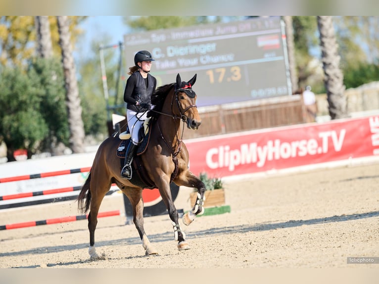 Cheval de sport allemand Hongre 7 Ans Bai in Schlatt