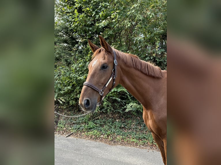 Cheval de sport allemand Hongre 7 Ans  in Murg