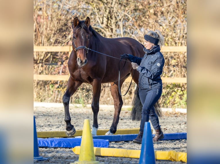 Cheval de sport allemand Hongre 8 Ans 162 cm Bai in Dillingen an der Donau