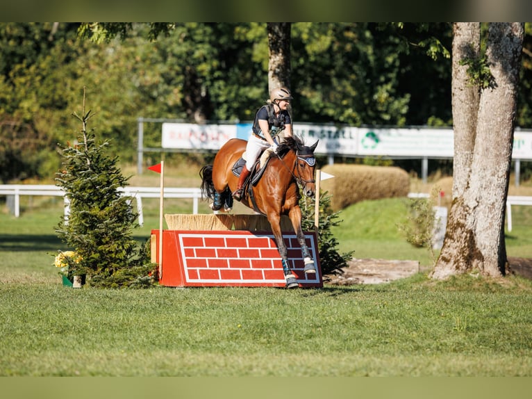 Cheval de sport allemand Hongre 8 Ans 162 cm Bai in Dillingen an der Donau