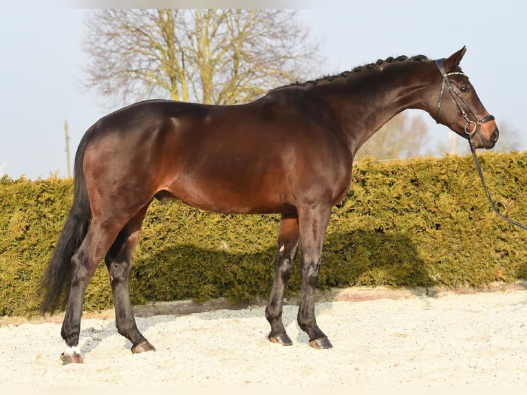 Cheval de sport allemand Hongre 8 Ans 164 cm Bai brun in Tiddische