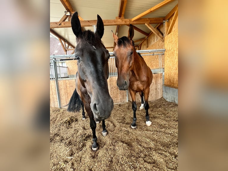 Cheval de sport allemand Hongre 8 Ans 164 cm Bai brun foncé in Meckenbeuren