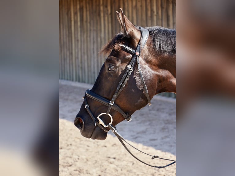 Cheval de sport allemand Hongre 8 Ans 164 cm Bai brun foncé in Meckenbeuren