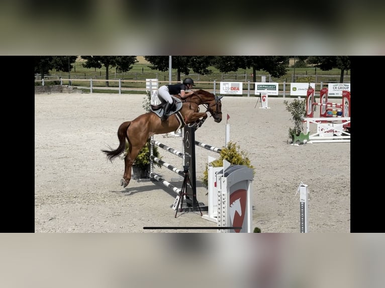 Cheval de sport allemand Hongre 8 Ans 165 cm Alezan brûlé in Mladá Boleslav