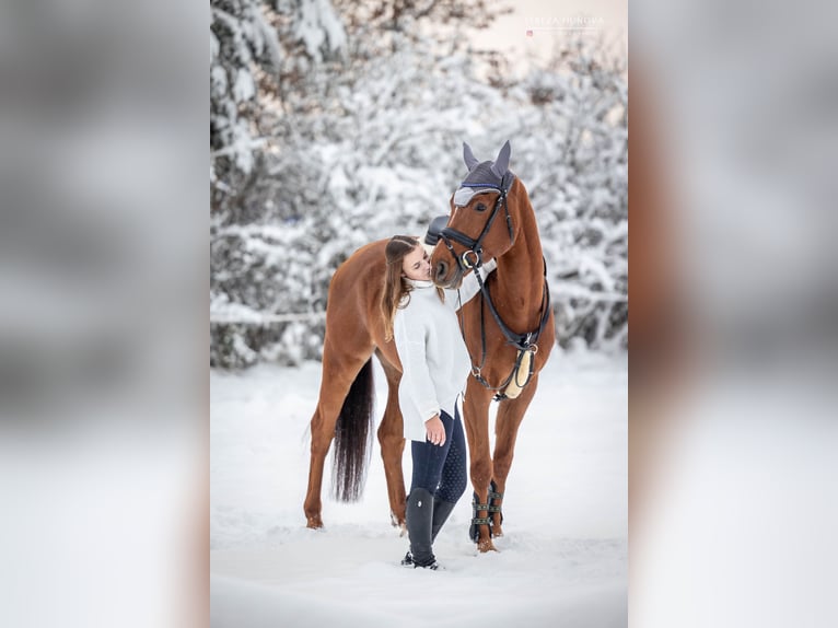 Cheval de sport allemand Hongre 8 Ans 165 cm Alezan brûlé in Mladá Boleslav