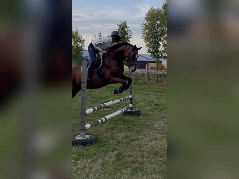 Cheval de sport allemand Hongre 8 Ans 165 cm Bai in Clenze