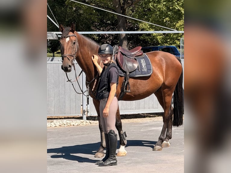 Cheval de sport allemand Hongre 8 Ans 165 cm Bai in Coburg
