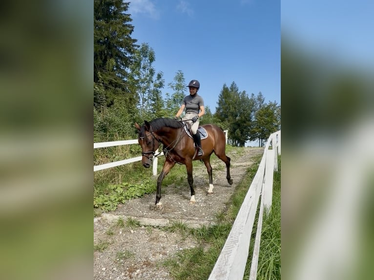 Cheval de sport allemand Hongre 8 Ans 167 cm Bai in Davidschlag
