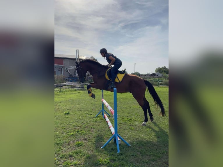 Cheval de sport allemand Hongre 8 Ans 167 cm Bai in Sömmerda