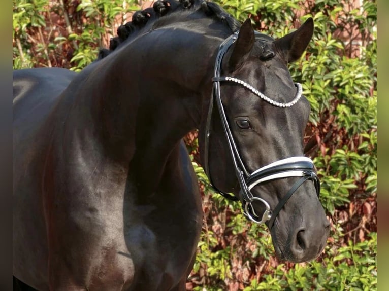 Cheval de sport allemand Hongre 8 Ans 167 cm Noir in Nudow