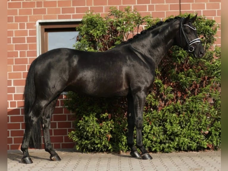 Cheval de sport allemand Hongre 8 Ans 167 cm Noir in Nudow
