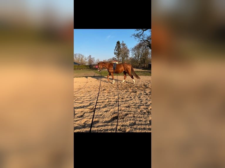 Cheval de sport allemand Hongre 8 Ans 168 cm Alezan in Garz