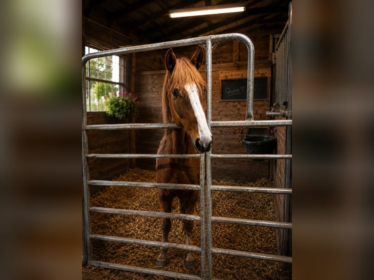 Cheval de sport allemand Hongre 8 Ans 168 cm Alezan in Gustow