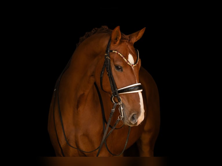 Cheval de sport allemand Hongre 8 Ans 168 cm Alezan in Wehringen