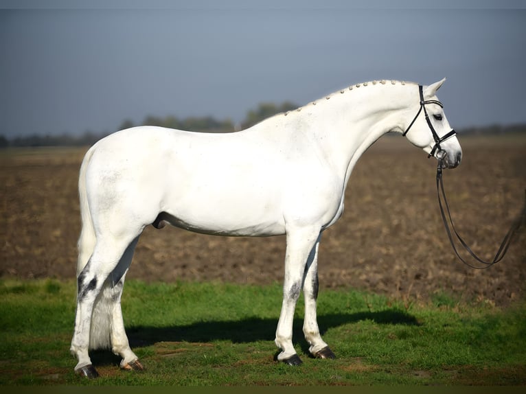 Cheval de sport allemand Hongre 8 Ans 168 cm Gris in Cegléd