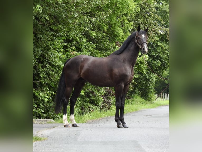 Cheval de sport allemand Hongre 8 Ans 168 cm Noir in Verl