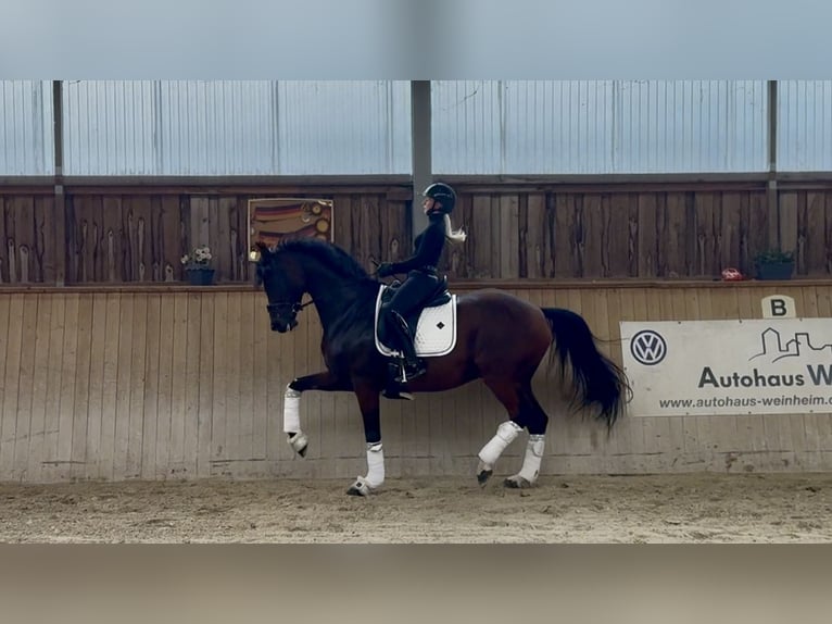 Cheval de sport allemand Hongre 8 Ans 169 cm Bai in Neckargemünd