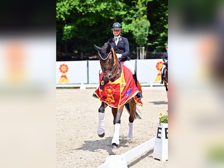 Cheval de sport allemand Hongre 8 Ans 169 cm Bai in Neckargemünd