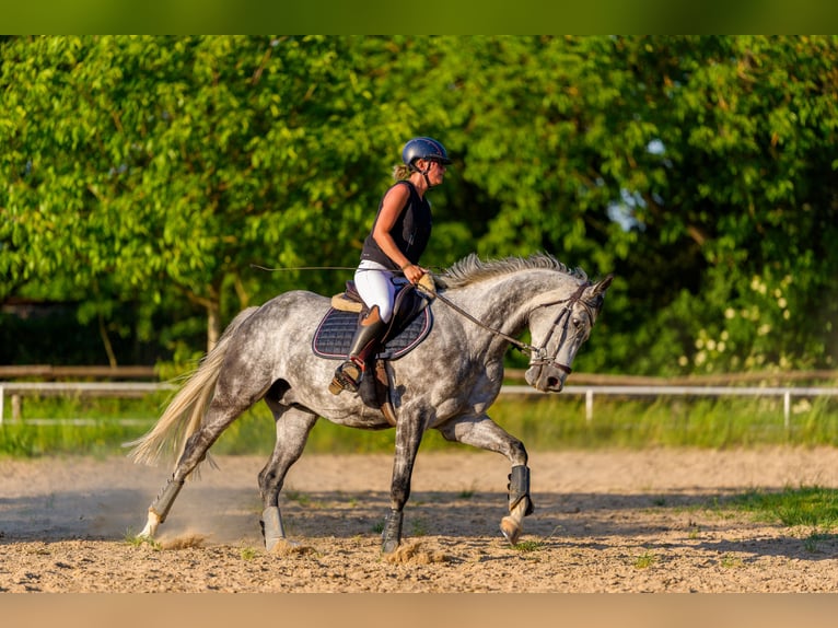 Cheval de sport allemand Hongre 8 Ans 169 cm Gris in Alzey