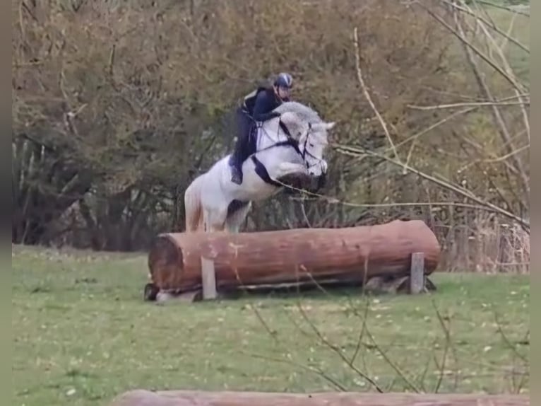 Cheval de sport allemand Hongre 8 Ans 169 cm Gris pommelé in Grabsleben