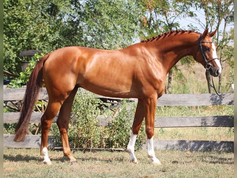 Cheval de sport allemand Hongre 8 Ans 170 cm Alezan in Békésszentandrás
