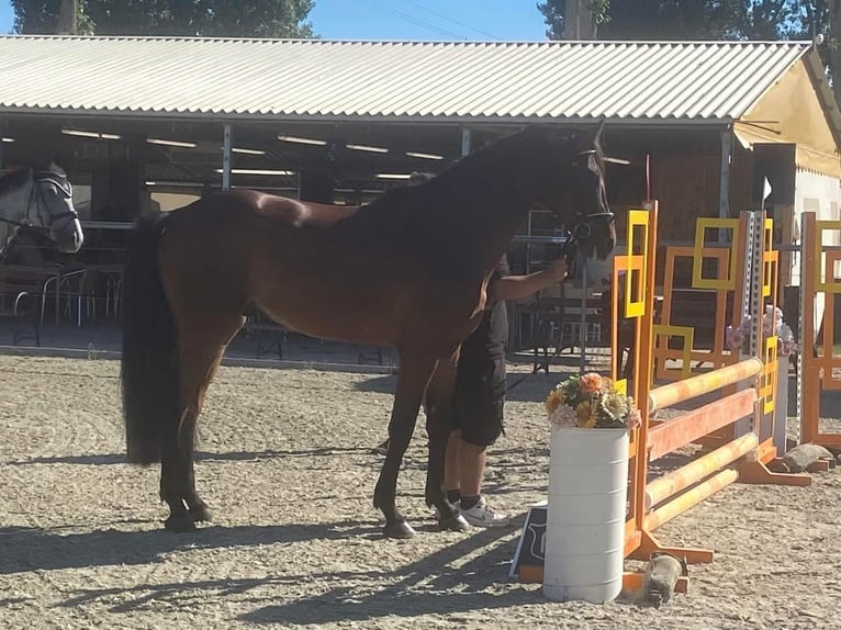 Cheval de sport allemand Hongre 8 Ans 170 cm Bai brun in Neumarkt an der Raab