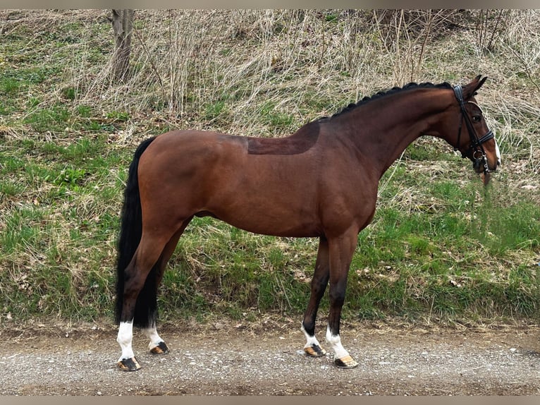 Cheval de sport allemand Hongre 8 Ans 170 cm Bai in Jengen