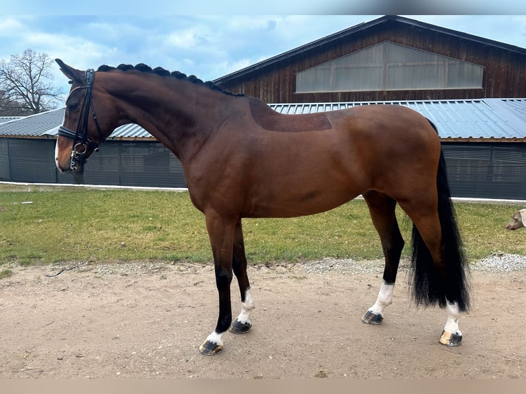 Cheval de sport allemand Hongre 8 Ans 170 cm Bai in Jengen