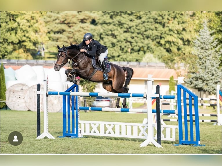 Cheval de sport allemand Hongre 8 Ans 170 cm Bai in Jahnsdorf/ErzgebirgeLeukersdorf