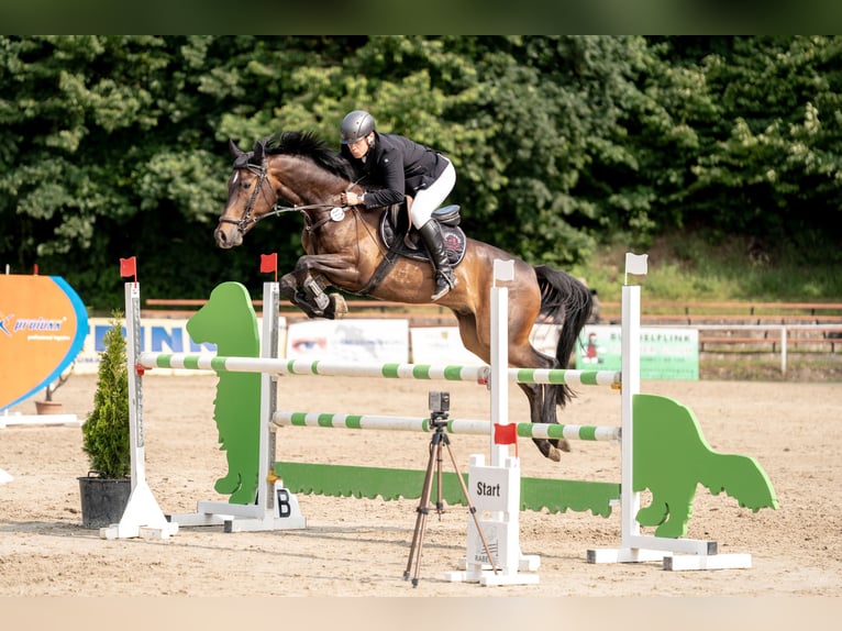Cheval de sport allemand Hongre 8 Ans 170 cm Bai in Jahnsdorf/ErzgebirgeLeukersdorf