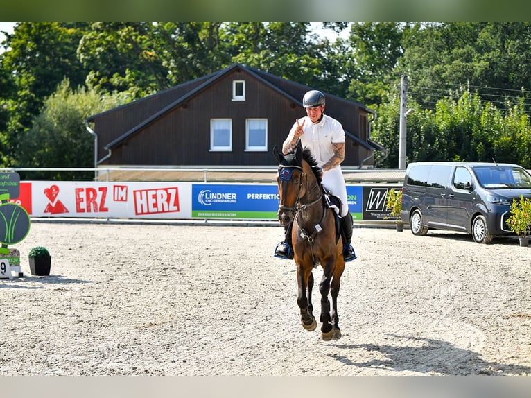 Cheval de sport allemand Hongre 8 Ans 170 cm Bai in Jahnsdorf/ErzgebirgeLeukersdorf