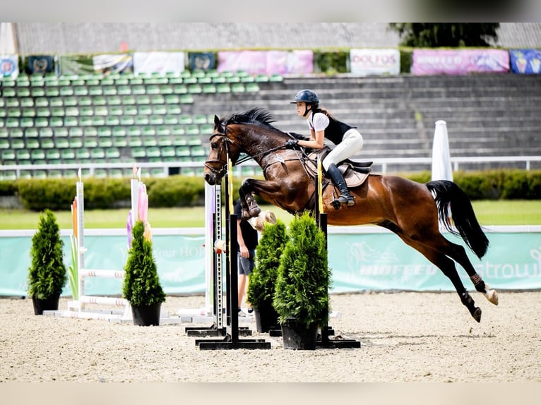 Cheval de sport allemand Hongre 8 Ans 170 cm Bai in Eufemin&#xF3;w