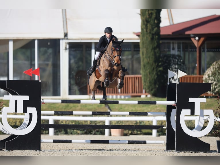 Cheval de sport allemand Hongre 8 Ans 170 cm Bai in Schrobenhausen