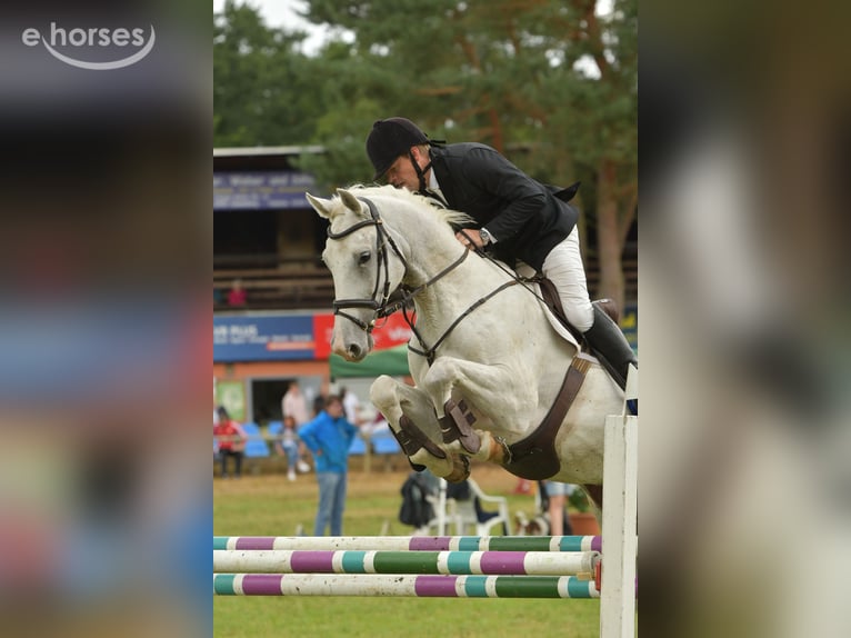Cheval de sport allemand Hongre 8 Ans 170 cm Gris in Kalbe