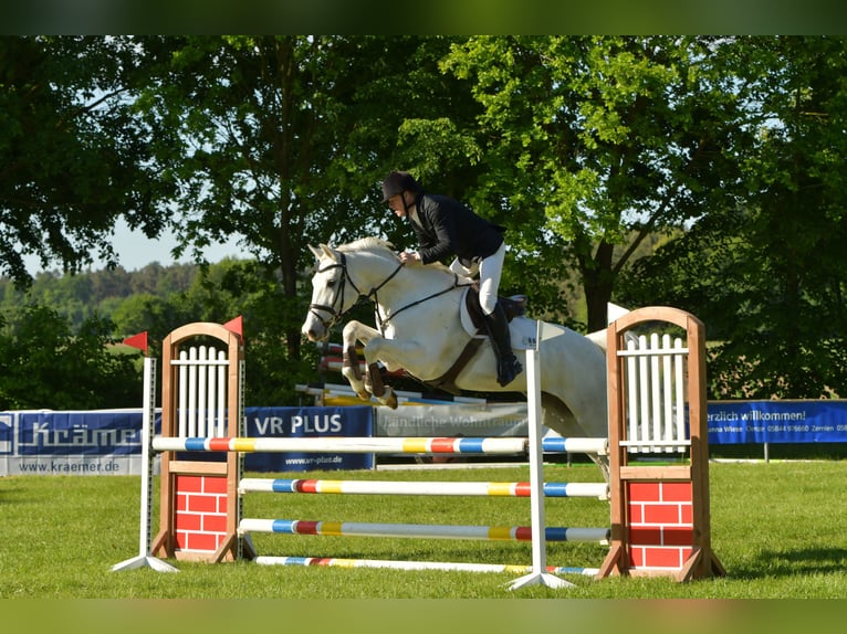 Cheval de sport allemand Hongre 8 Ans 170 cm Gris in Kalbe