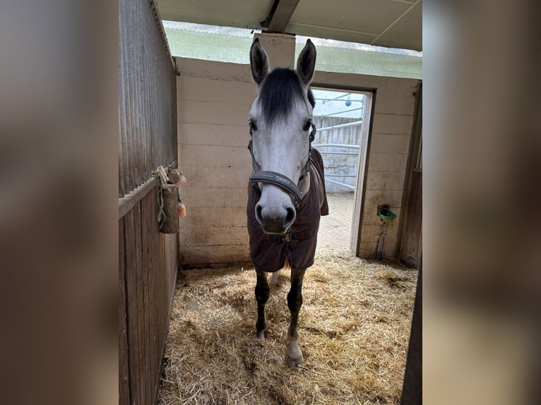 Cheval de sport allemand Hongre 8 Ans 170 cm Gris pommelé in Groß-Umstadt
