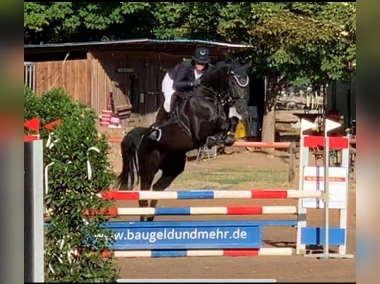 Cheval de sport allemand Hongre 8 Ans 170 cm Noir in Burgthann