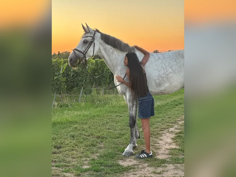 Cheval de sport allemand Hongre 8 Ans 171 cm Gris in Worms