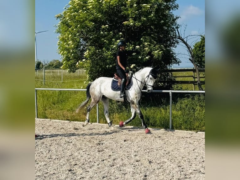Cheval de sport allemand Hongre 8 Ans 171 cm Gris in Worms