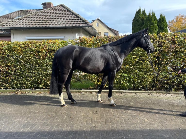 Cheval de sport allemand Hongre 8 Ans 171 cm Noir in Einbeck Cheval de sport allemand Hongre 8 Ans 171 cm Noir in Einbeck