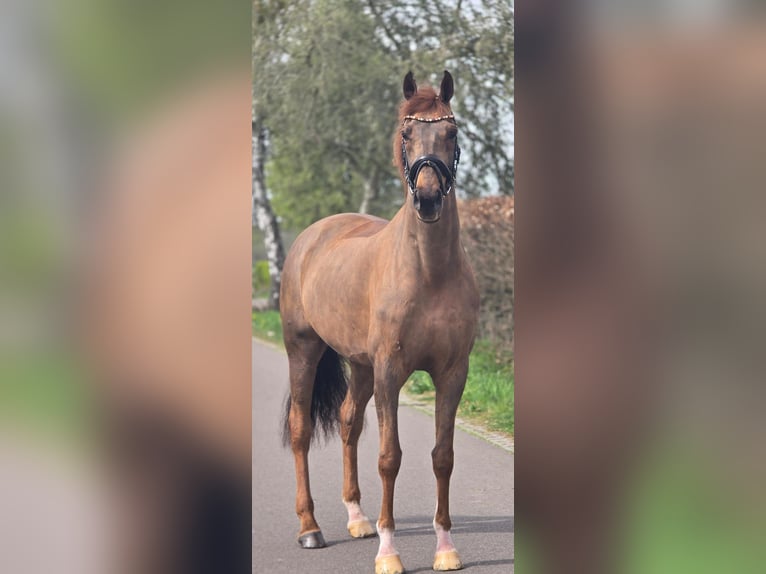 Cheval de sport allemand Hongre 8 Ans 172 cm Alezan brûlé in Someren