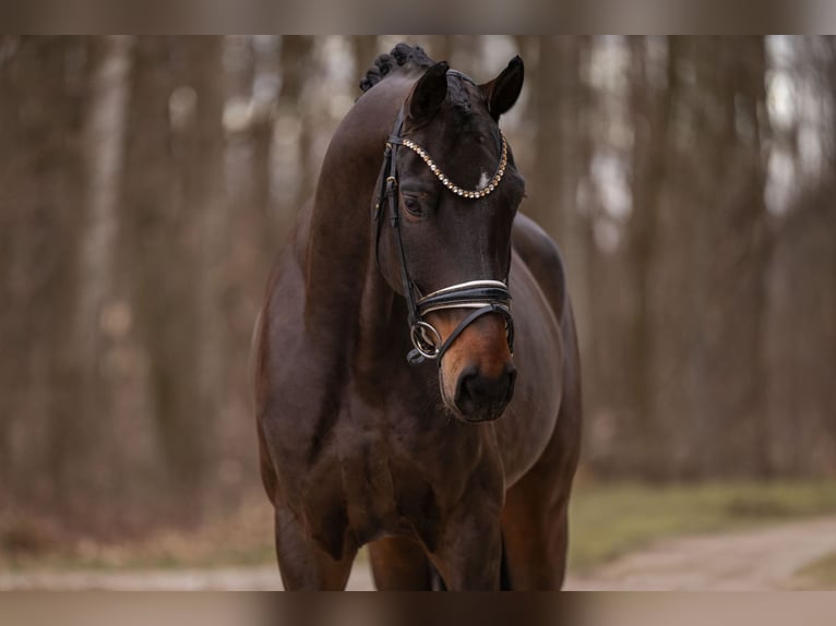 Cheval de sport allemand Hongre 8 Ans 172 cm Bai brun in Wehringen